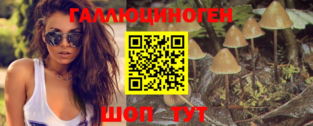 Псилоцибиновые грибы Psilocybine cubensis Касимов